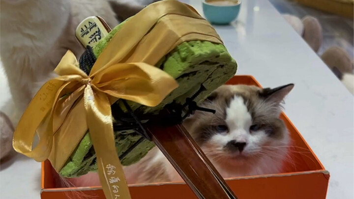 Which brand makes the best cat litter?