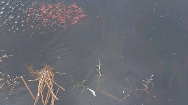 anakan ikan