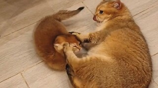 To wean her big milk cat, the mom cat has mastered an iron-barrel defense!