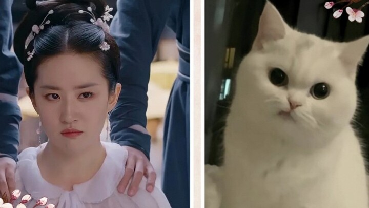 "Cat Also Fei"