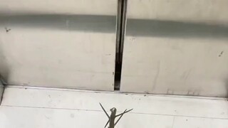 لا أعرف لماذا طلبت مني أمي أن أخرج في منتصف الليل لجمع أغصان الشجر