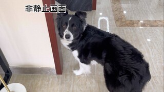 小狗：一切尽在掌控之中