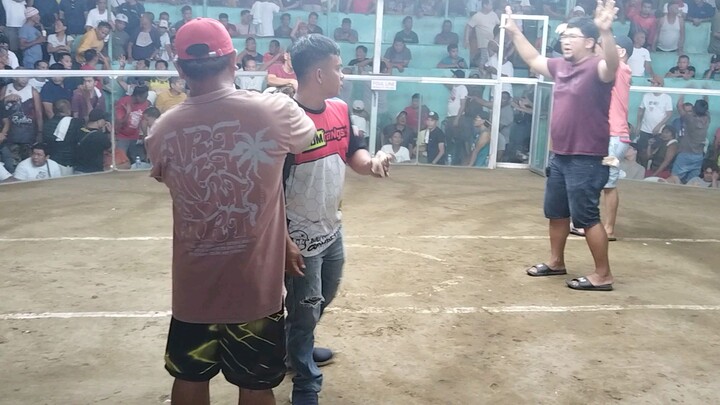 13 months old vs. Cock.