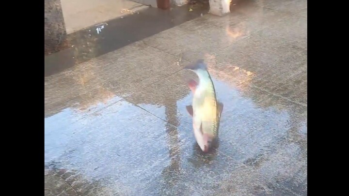 ปลาตัวนี้มันป่าจริงๆ