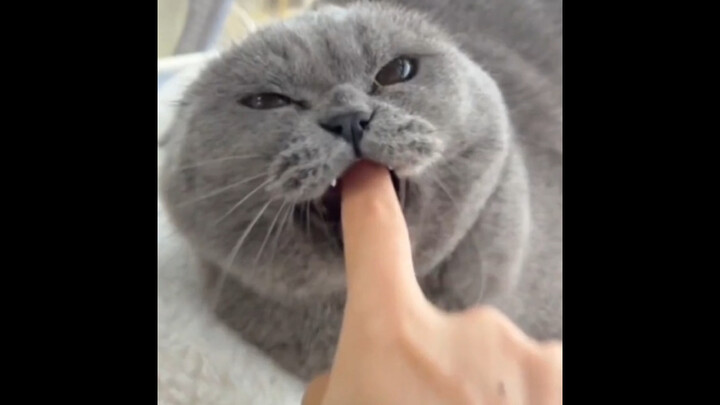 Momen-Momen Membuat Hewan Terdiam