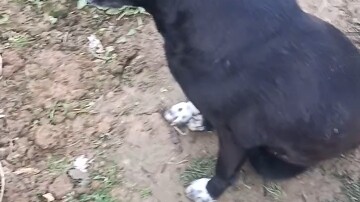 I stole their vegetables, only to run into their dog.