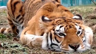Berbaring dan tidak ingin bergerak