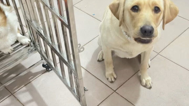 Dog: Adding another lock—aren’t you going overboard?