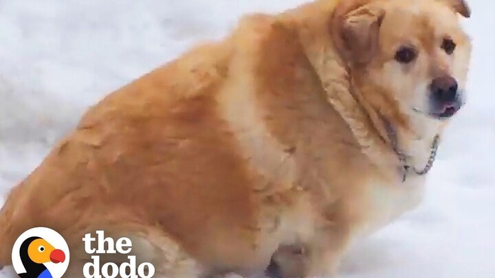 The Inspirational Weight-Loss Journey of a 160-Jin Overweight Golden Retriever