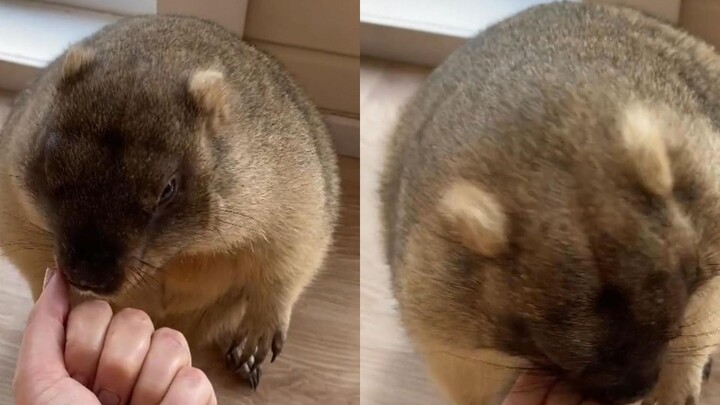 Chú chuột đồng tranh thủ lúc cô chủ không để ý, liền lục tung cả nhà lên!