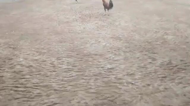 Igay Cockpit Arena Super 2 Hits (3rd fight WIN) Champion Entry Name: Triple J 2