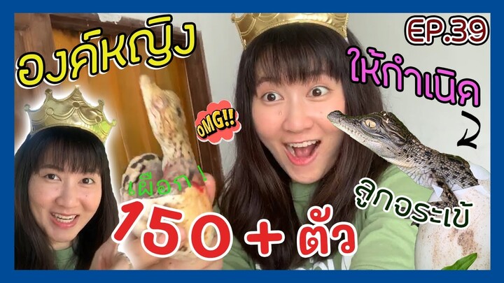 ให้กำเนิดลูกจระเข้ 150+ตัว แจ็คพอตแตกเข้เผือก!! EP.39