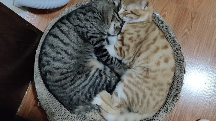 Một chậu mèo