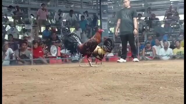 3 hits champion bustos