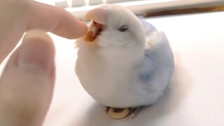 Nhân lúc chim con ngủ gật, nhét tiền tiêu vặt vào dưới bụng nó😚