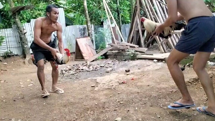 Native Line 7x winner Broodcock (3tahid bawat paa) Vs Anak 1xwinner