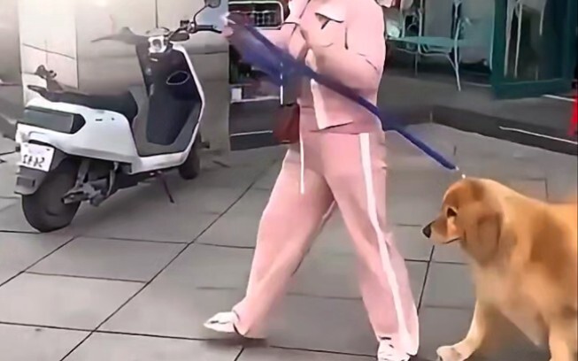 The owner got into a fight with a passerby, and the golden retriever, having done nothing, still got