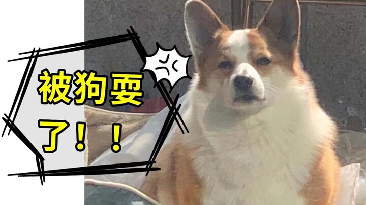 Gak nyangka aku malah dididik sama anjing. Emangnya anjing pikir aku kebanyakan waktu, ya?