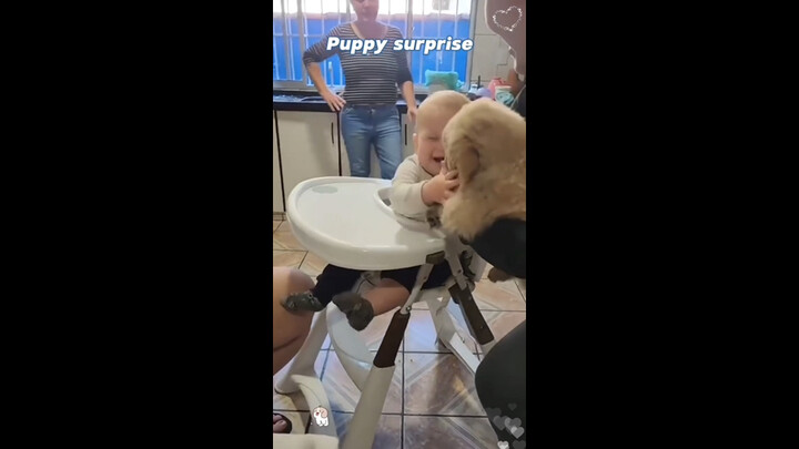 Saat si kecil akhirnya menerima anjing yang telah lama diidamkannya…