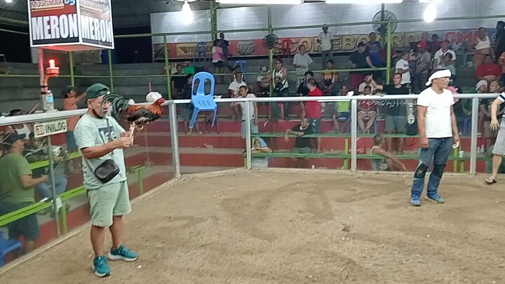 JROOSTER yellow legged hatch 3wins 3rd fight champion