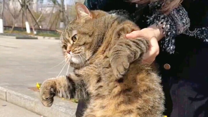 Apakah kucing perlu diajak jalan-jalan? Perilaku setiap kucing saat keluar rumah sangat berbeda-beda