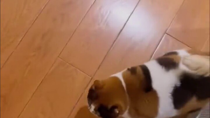 Some cats, if you don't kick them, you won't be able to catch them later...