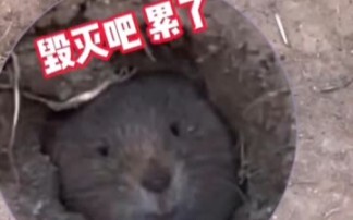 地鼠:你们这群老六。。。
