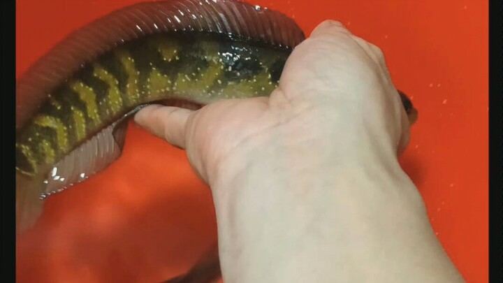 This fish is beautiful and tastes delicious!