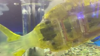 New breed—no need for feed, doesn't dirty the water, just consumes electricity. Cyber Buddha, electr