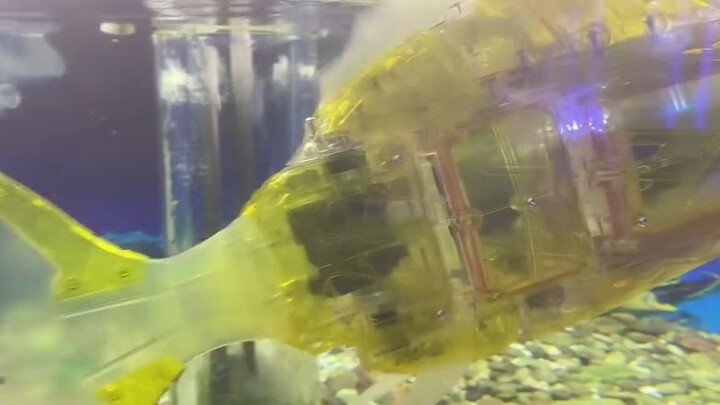 新进品种，不费饲料不脏水，就是费电，赛博佛祖，电子金纸，现在电子鱼