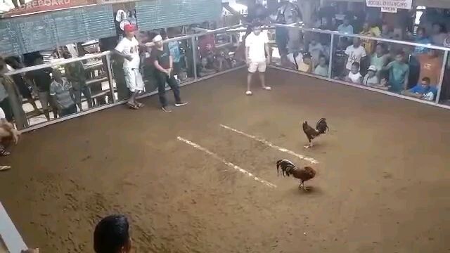 2nd fight in 3 WINS competition