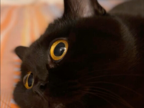 Đã ngửi thấy mùi mèo con rồi!