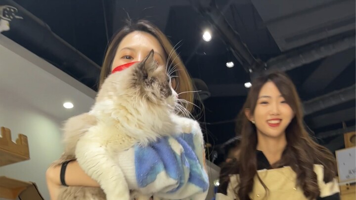 “Wawancara Mendalam di Tempat Pengisap Kucing di Bumi: Kafe Kucing Jianshang”