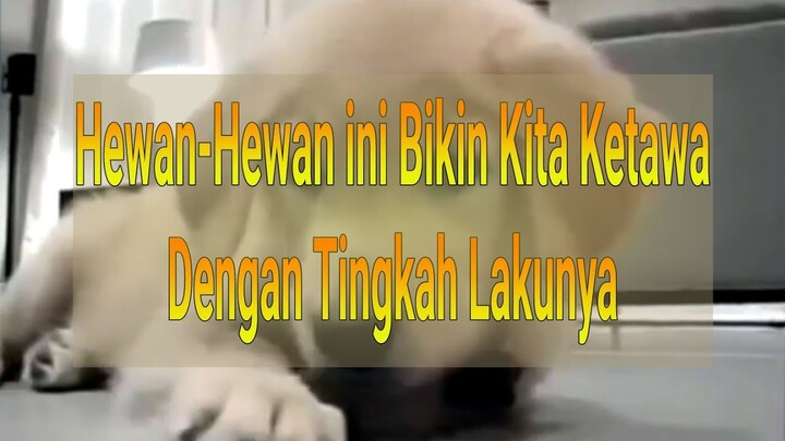 Video Lucu, Tingkah Laku Hewan - Hewan ini Bikin Kita Ketawa
