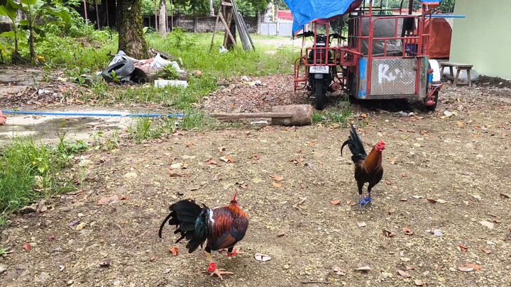 5½ months Kelso hatch Vs Mcrae test spar