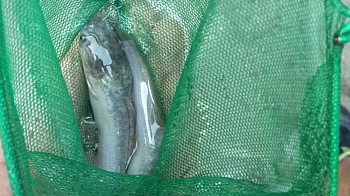 Ikan keli