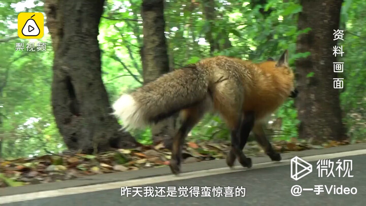 Wuhan University’s internet-famous fox comes down the mountain to forage, warmly interacting with ch