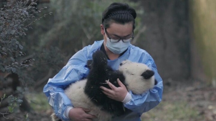 Untungnya, Fuyuan kita adalah bayi terkuat di Gunung Futoh; semoga tumbuh sehat dan bahagia, ya!