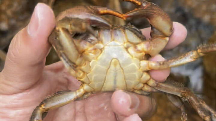 Catch crabs