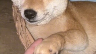 Encountering dog thieves is just awful.