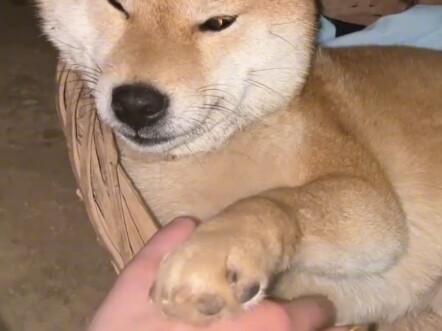 遇到偷狗的，太可恶了