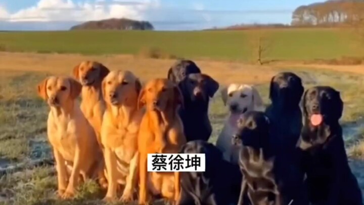 Kumpulan lagu yang bikin “gadis kampus” meleleh—yang nonton sampai habis pasti fans sejati!