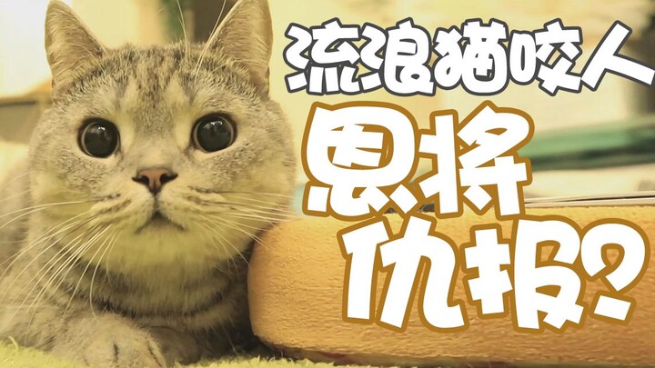 【Kaki Jun】Tôi nhận nuôi một chú mèo hoang thì bị cắn, tôi đã làm sai điều gì vậy??