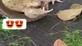 frog eats snake
