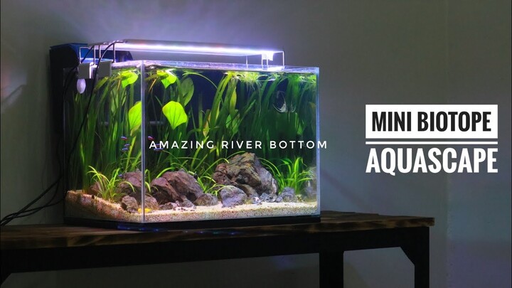 Tutorial River Bottom Aquascape - Mini Biotop Aquascape