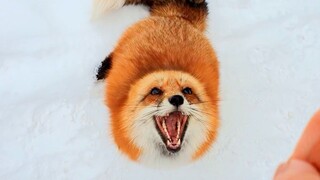 Ini mungkin satu-satunya rubah di Internet yang berani menggertak orang Rusia (kepala anjing)