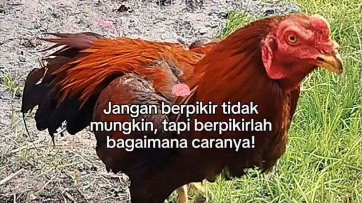 Teruslah berjuang Bosku 🔥