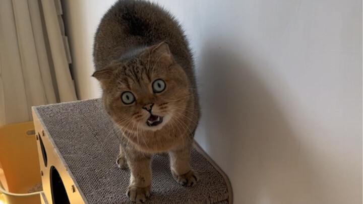 بيت الضيافة للقطط يضم فعلاً قططًا لطيفة ومحبوبة!