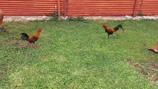 Super Brown Red F1