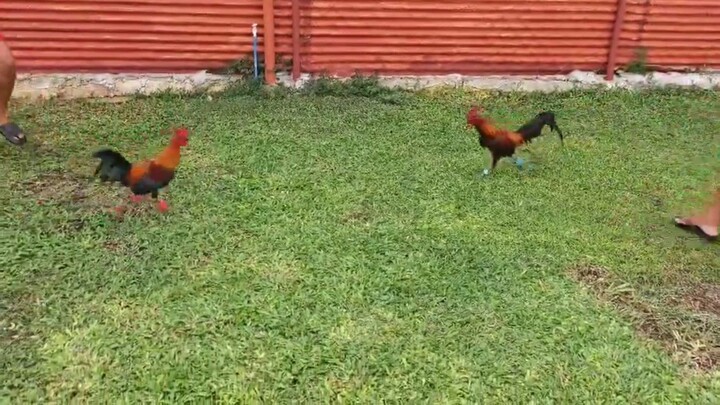 Super Brown Red F1
